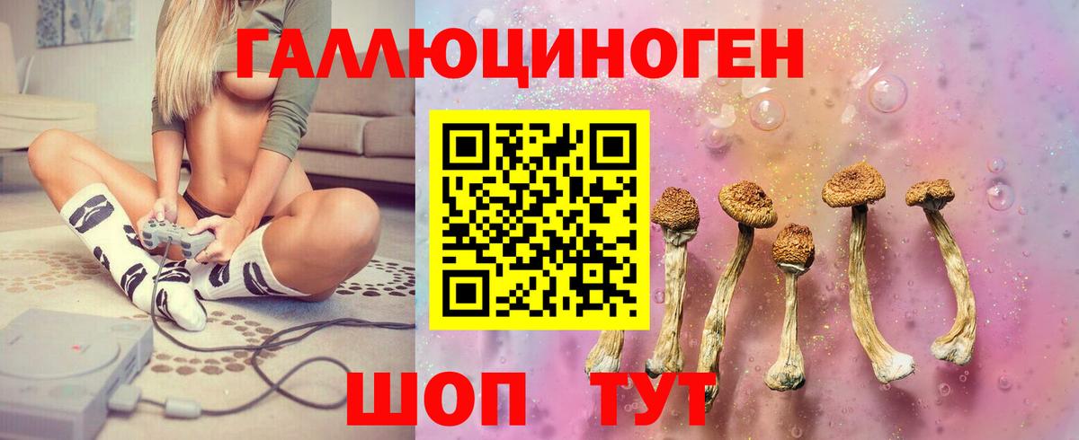 Галлюциногенные грибы Psilocybine cubensis Нововоронеж